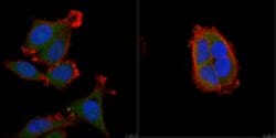 Dyskerin (Rabbit) Rabbit anti-Human, Polyclonal, MilliporeSigma 25 &mu;L;Unconjugated:Antibodies,